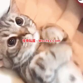当有人和你抢怪的时候你会怎么做? 当有人和你抢怪的时候你会怎么做?
